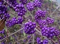 Pięknotka Bodiniera (Callicarpa bodinieri) 